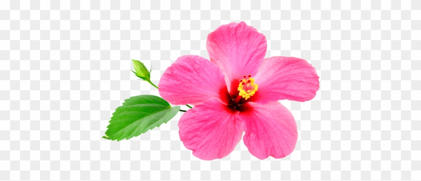 Commonly, We Advertise Special Deals Featuring Our - Chinese Hibiscus #940838