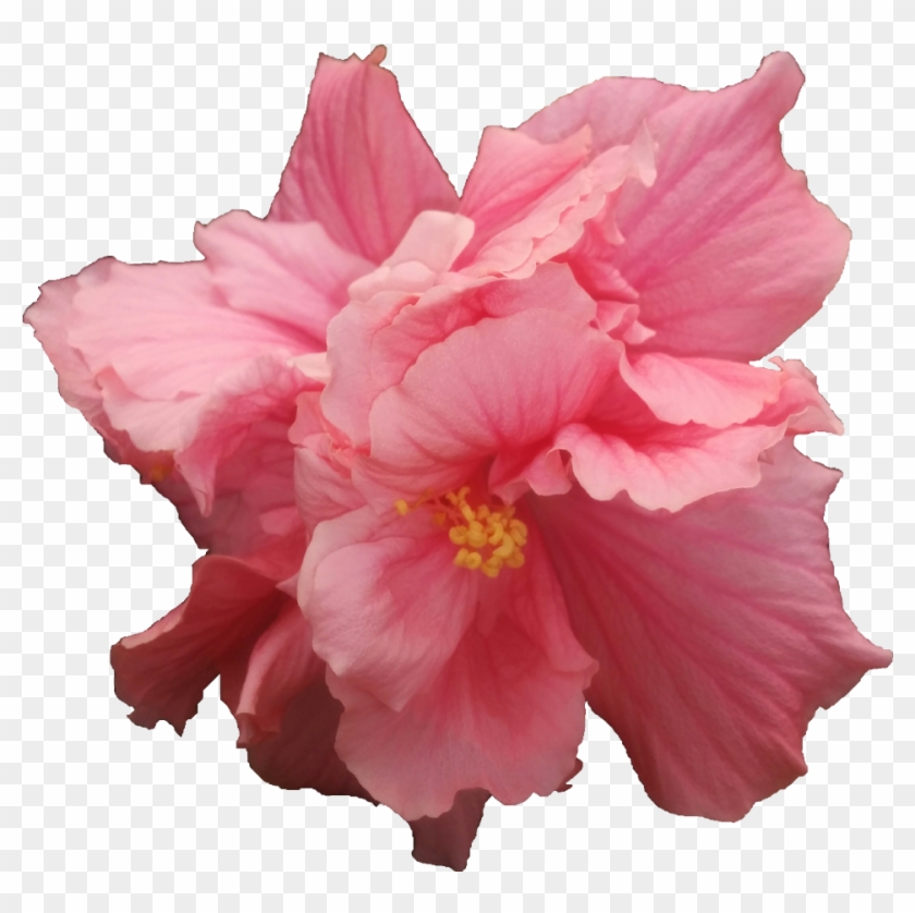 Zaragosa - Hawaiian Hibiscus #940878