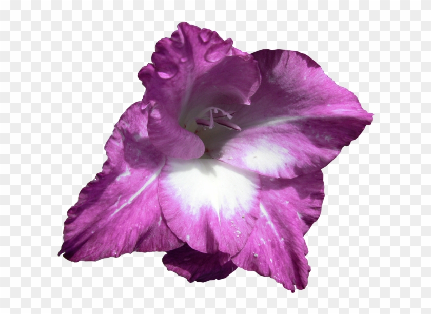 Purple Gladiolus - Gladiolus #940953
