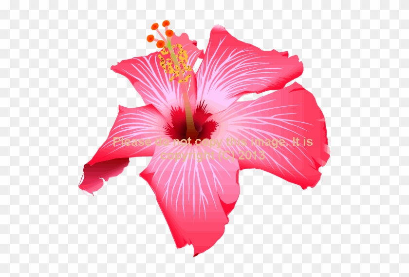 015 Pink Hibiscus - Chinese Hibiscus #941002