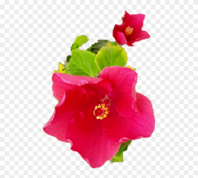 Hawaiian Hibiscus #941011