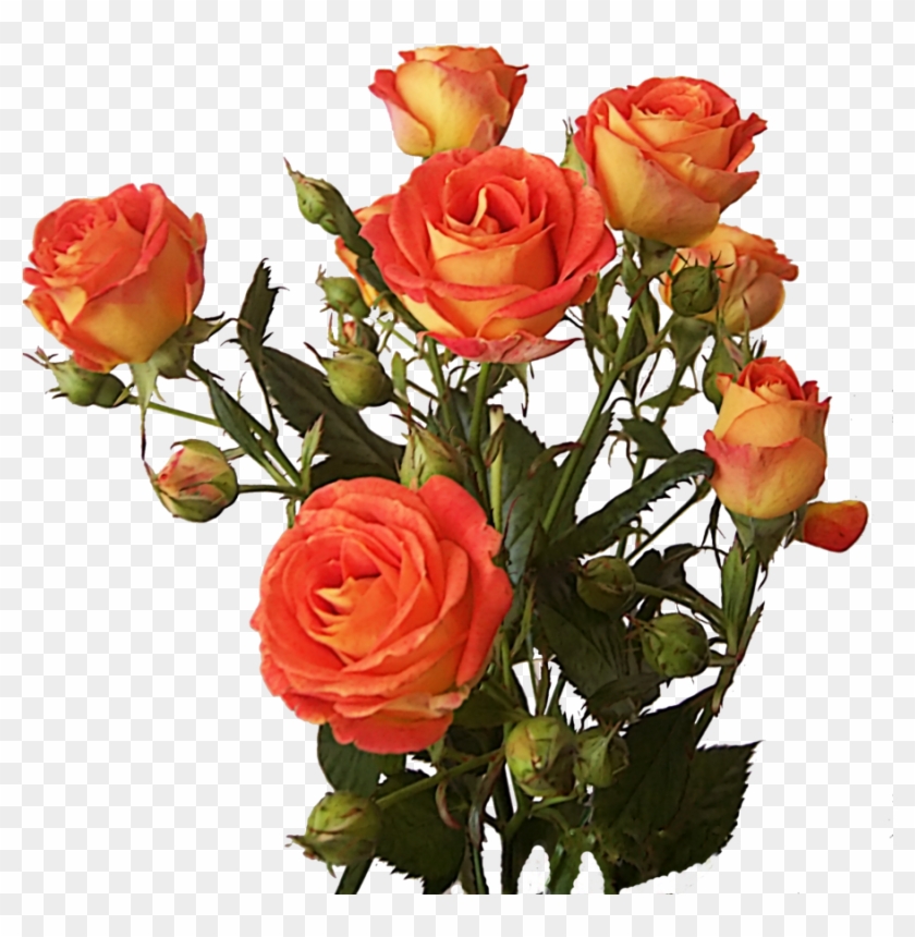 Bunch Of Roses Png By Olgacherkasova On Deviantart - Rose Flowers Hd Png #941023