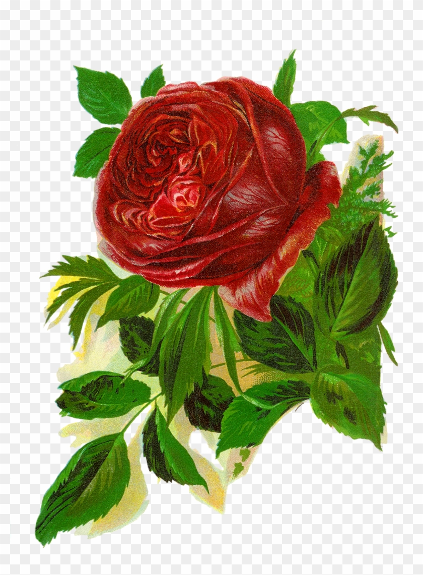 Isn't This Rose Image Amazing This Is Wonderfully Beautiful - Red Rose Vintage Clipart #941079
