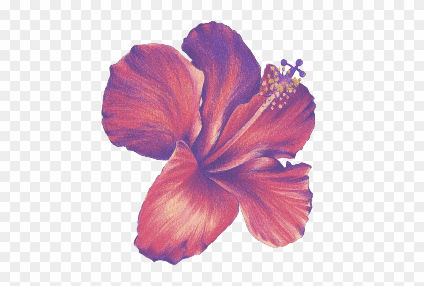 Flower Drawings Colored Pencil Sketch - Colored Pencil Flower Drawings #941120
