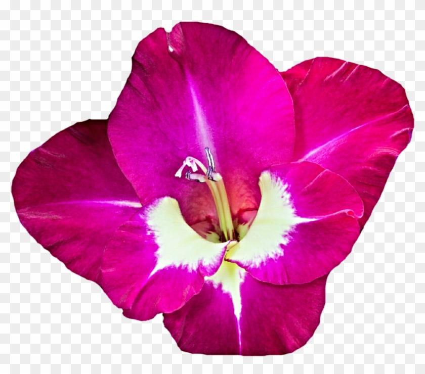 Gorgeous Gladiolus By Jeanicebartzen27 Gorgeous Gladiolus - Gladiolus Clipart Png #941137