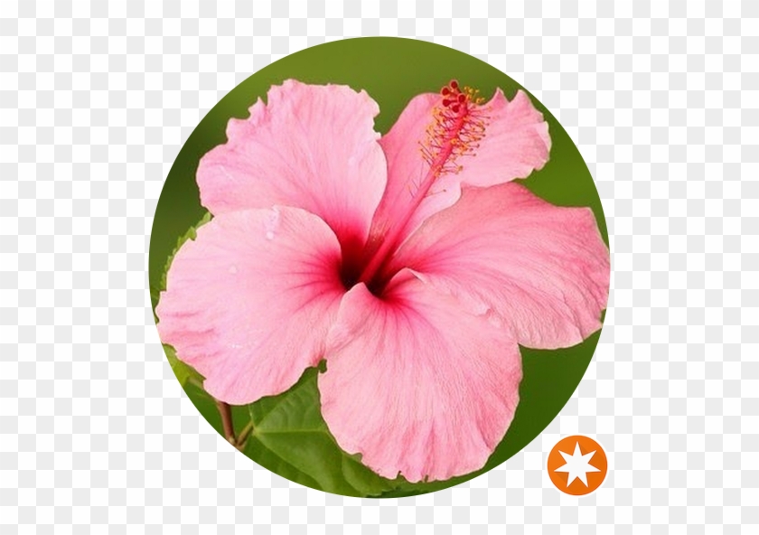 Light Pink Hibiscus Flower #941152