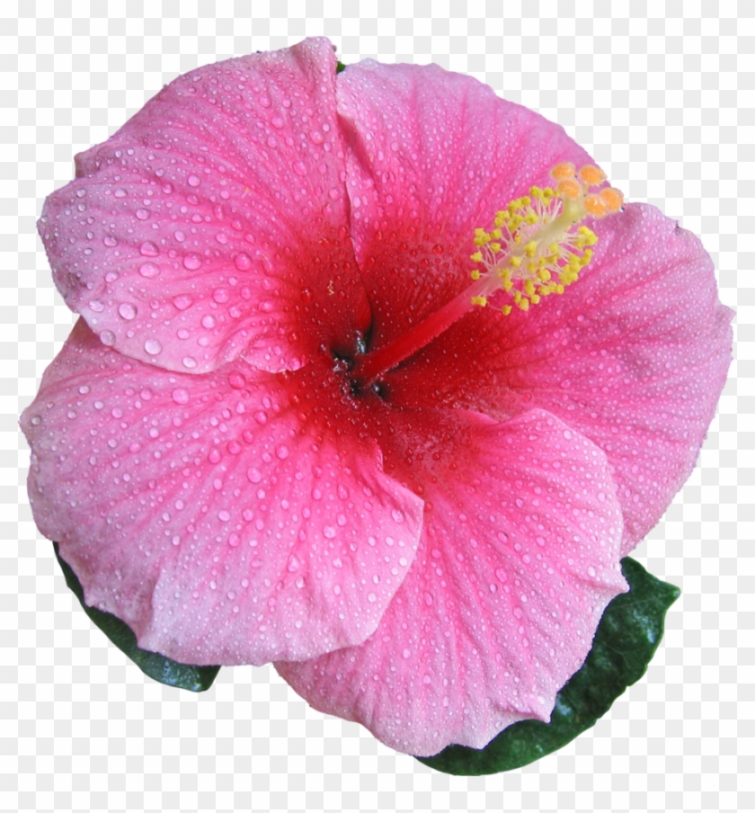Hibiscus Pink By Hrtddy - Sweet Pink Hibiscus Hardy Flower Seeds #941153