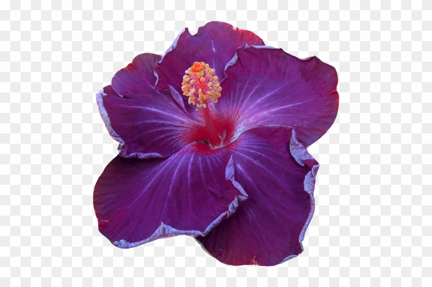 Цветы Гибискуса На Прозрачном Фоне - Chinese Hibiscus #941156
