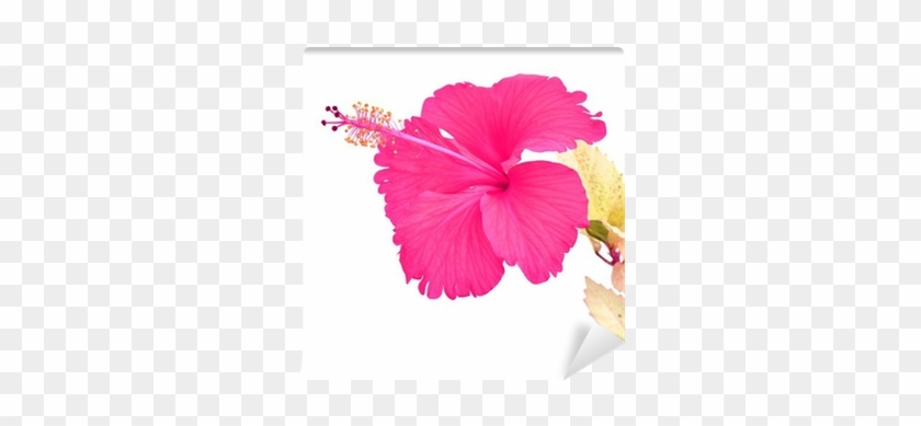 Kaunis Vaaleanpunainen Hibiscus Kukka Tapetti • Pixers® - Rosemallows #941170
