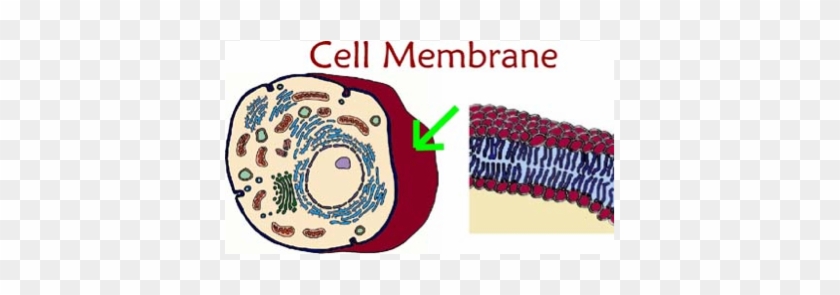 Cell Membrane Is Like The Main Entrance Of A School - Cell Membrane Of An Animal #941284