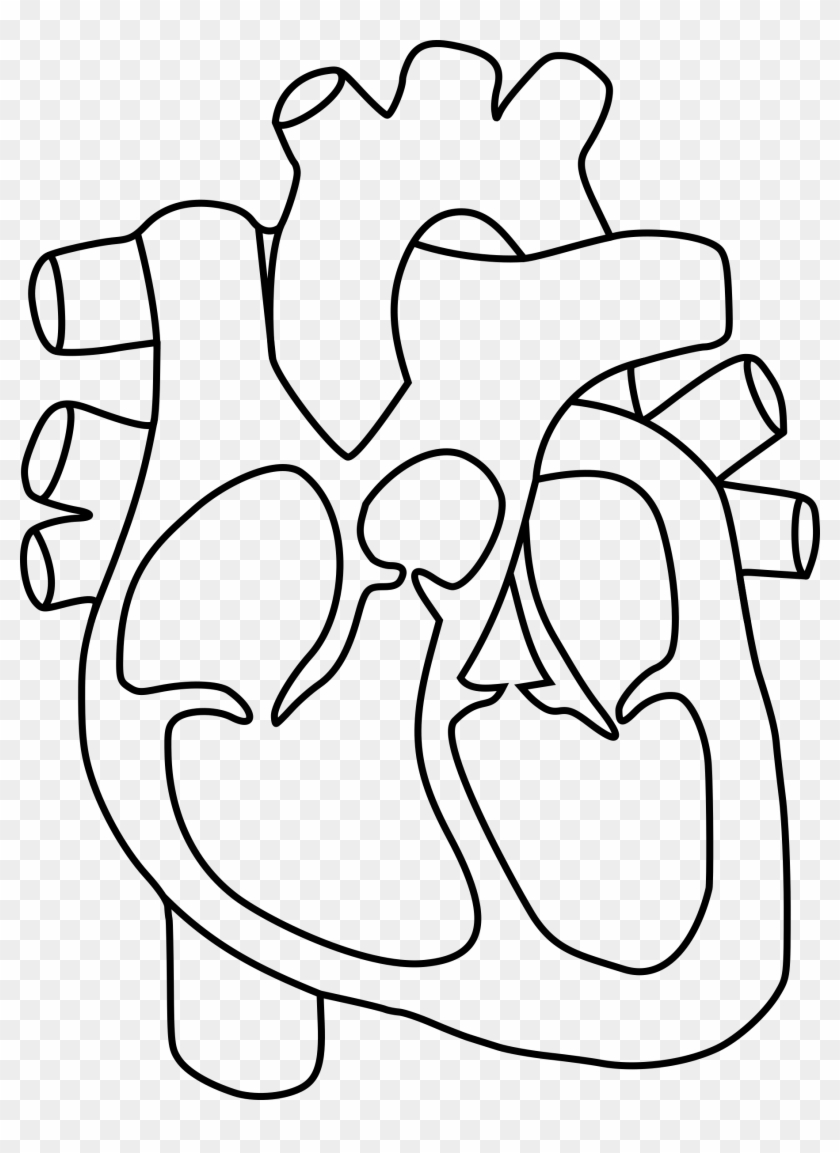 Heart Diagram Unlabeled Human Anatomy