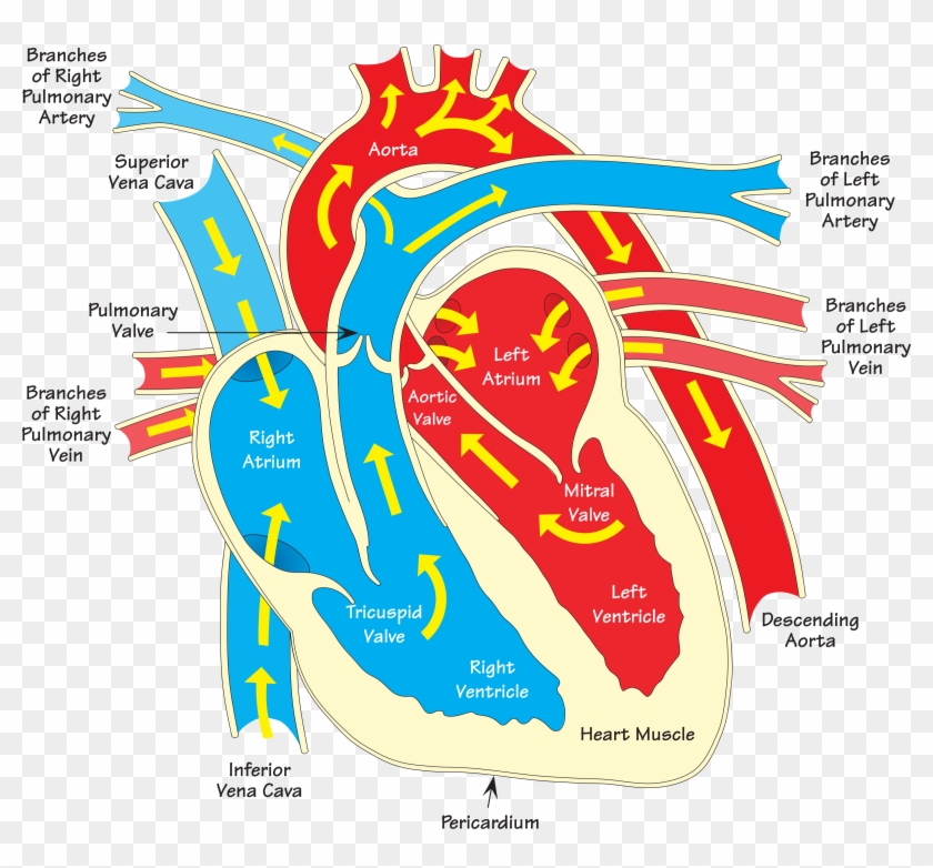 Heart Diagram Vein Clip Art - Heart Diagram #941343