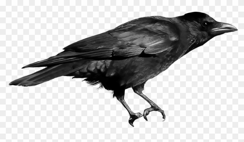 Crow Png Transparent Images - Crow Png #941717