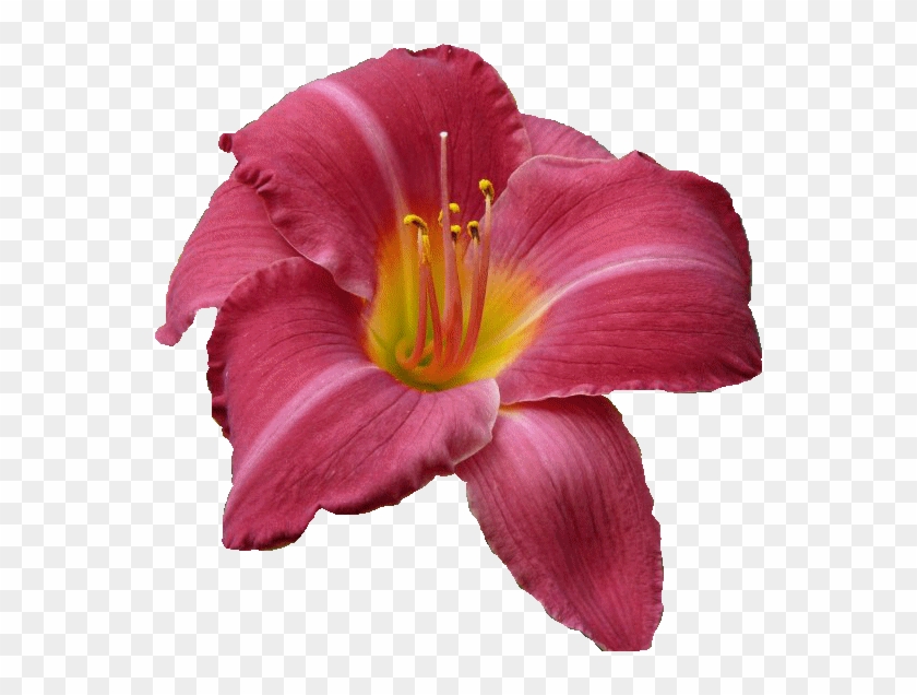 Цветы Png - Lily #942057