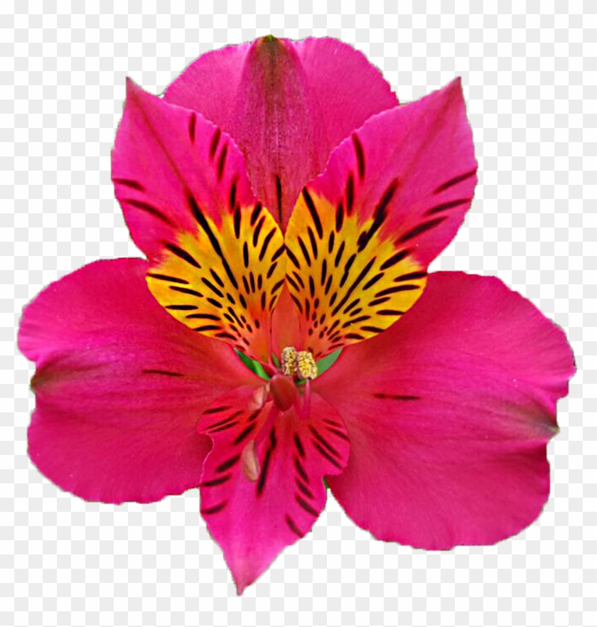 Peruvian Lily #942065