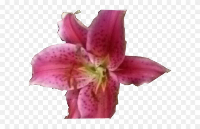 Stargazer Lily #942081