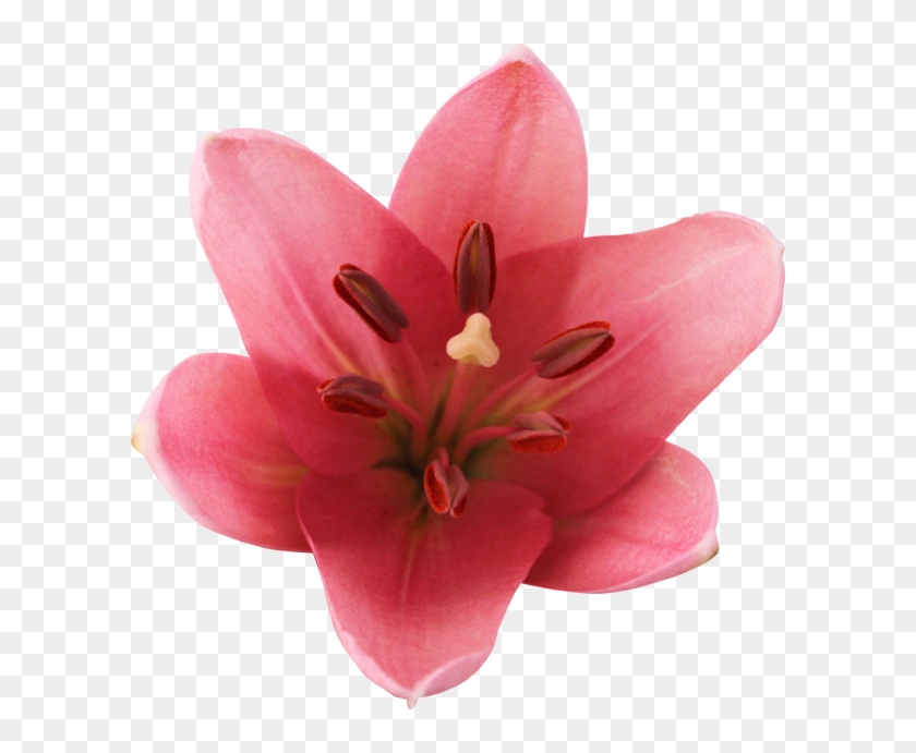 Slika - Lily #942083