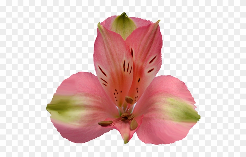 Peruvian Lily #942085