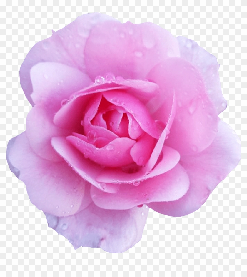 Flower Image Transparent Background Pink Rose Flower - Flower With Transparent Background #942090
