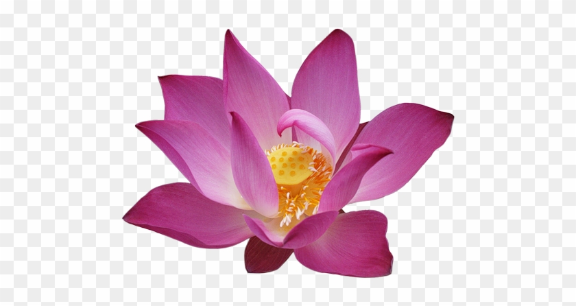 Partager - - Sacred Lotus #942098
