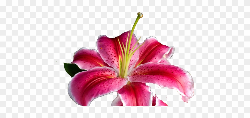 Royal Kona Luau 1 808 672 - Stargazer Lily #942116