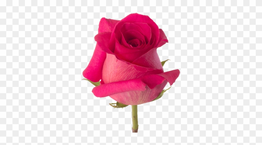 Pink Floyd - Hot Pink Roses Png #942135
