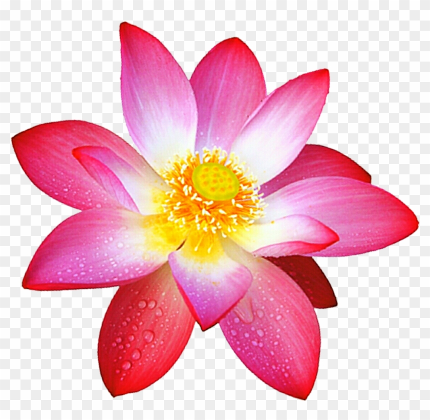 Pink Lotus By Jeanicebartzen27 Pink Lotus By Jeanicebartzen27 - Deviantart #942183