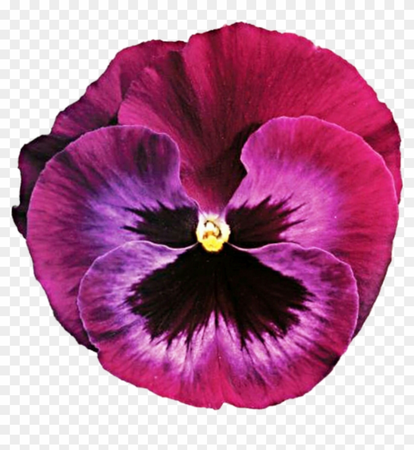 Pretty In Pink Pansy By Jeanicebartzen27 - Pretty In Pink #942208