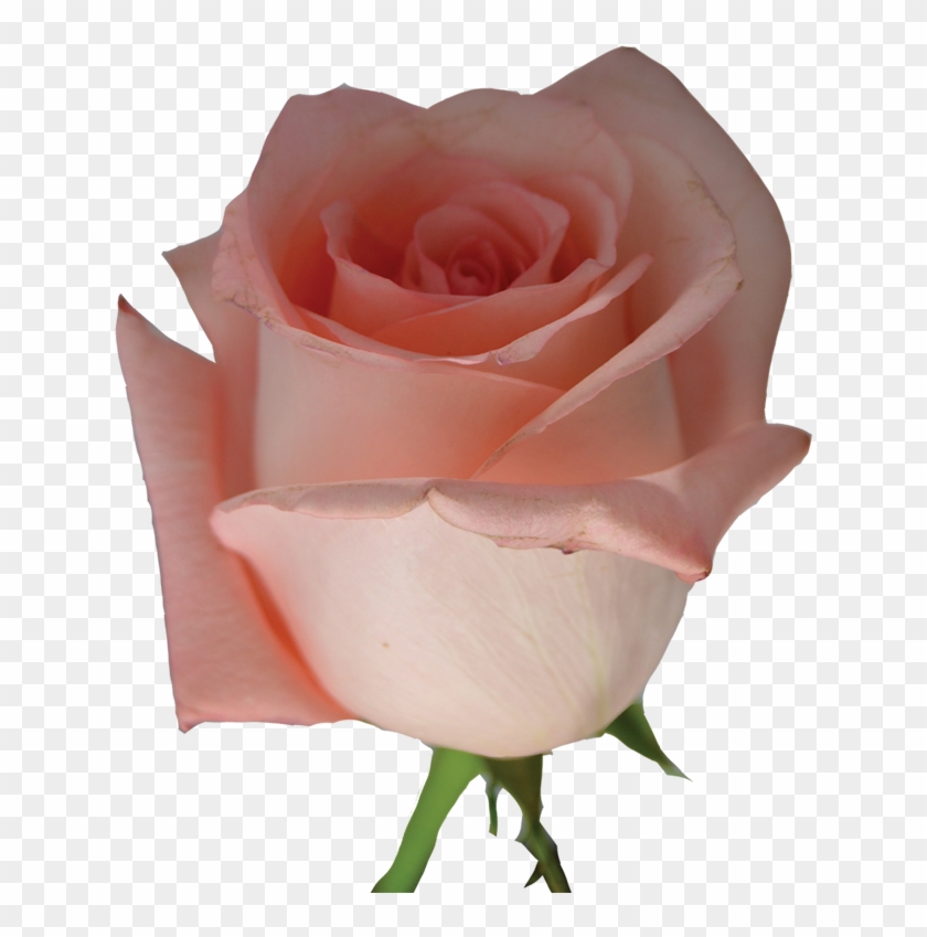 Rose - Pink Rose Flowers Png #942213