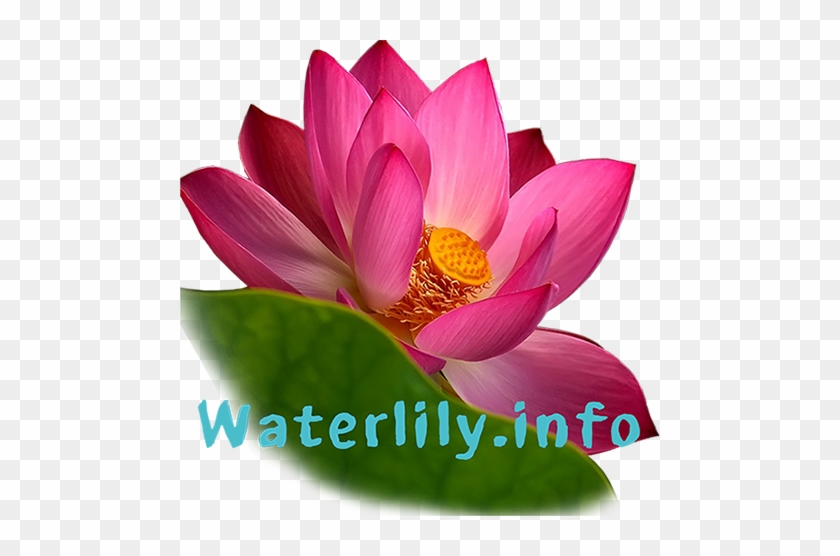 Rightdomain - Com - Sacred Lotus #942261