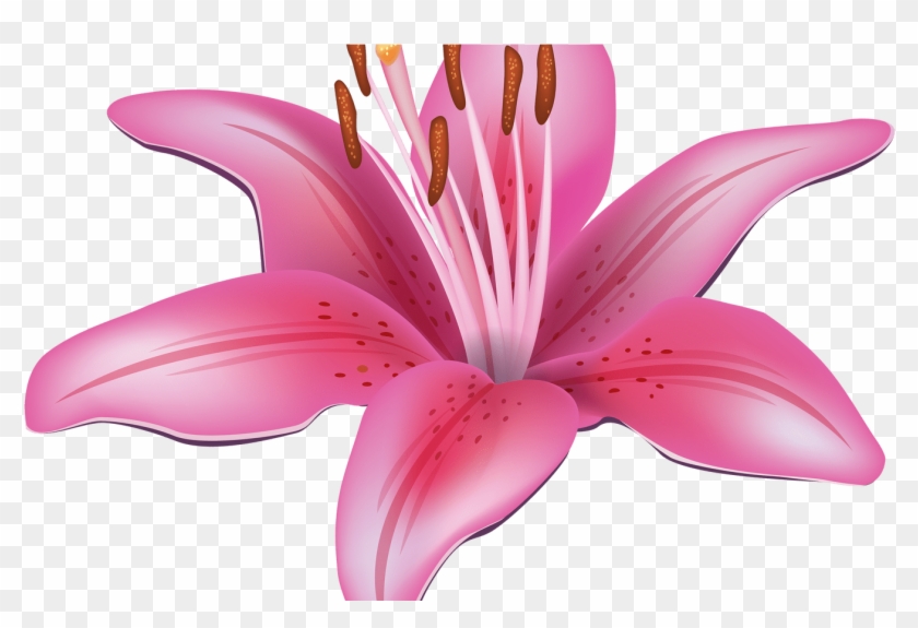Pink Lily Flower Png Clipart Best Web Clipart - Stargazer Flowers Clip Art #942275