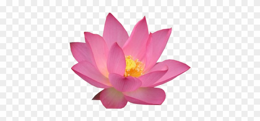 15 - Sacred Lotus #942287