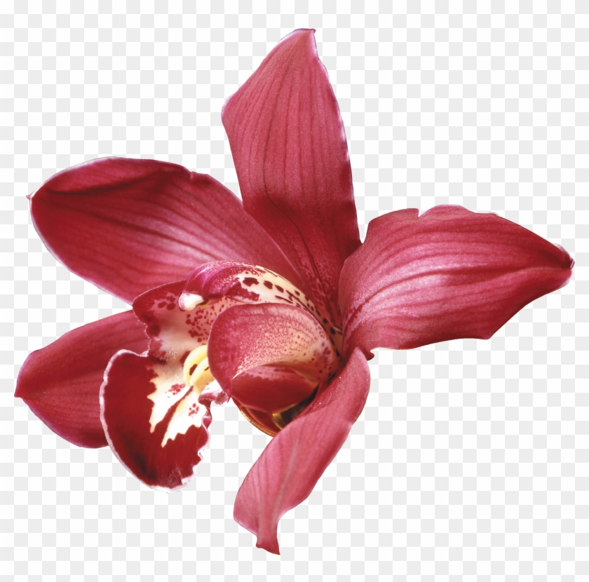 Картинка В Png - Orchid Background #942304