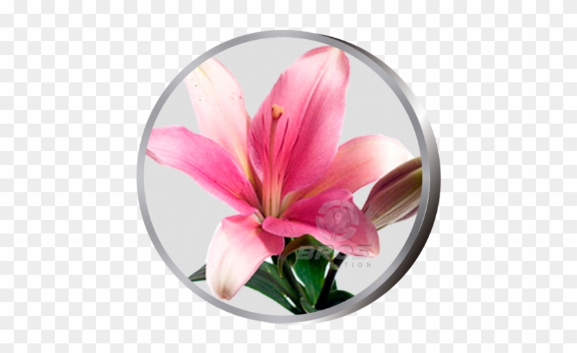 Sommarblomma - Color #942309