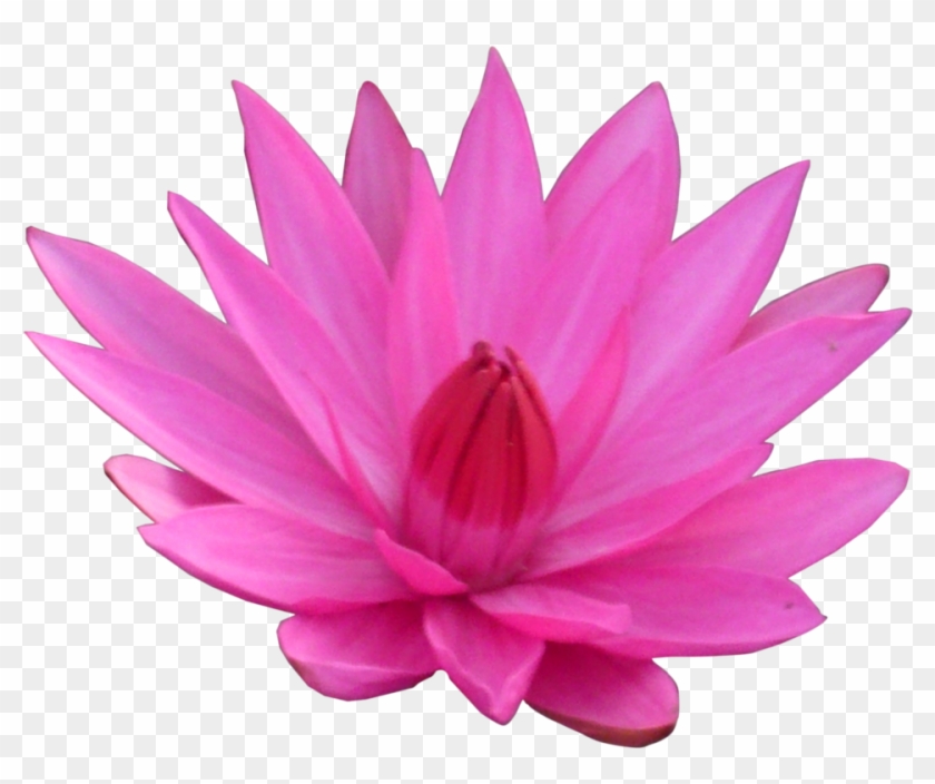 Lotus Flower Transparent Png Sticker - Sacred Lotus #942342