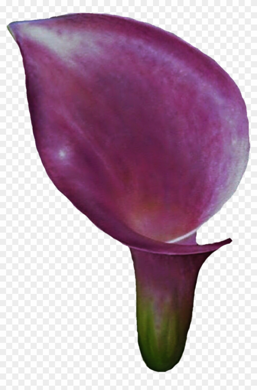 Purple Calla Lily By Jeanicebartzen27 Purple Calla - Eggplant #942363