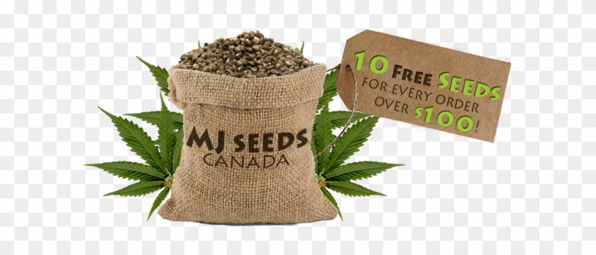 Marijuana Seeds Canada Logo - Canadian Seeds #942720