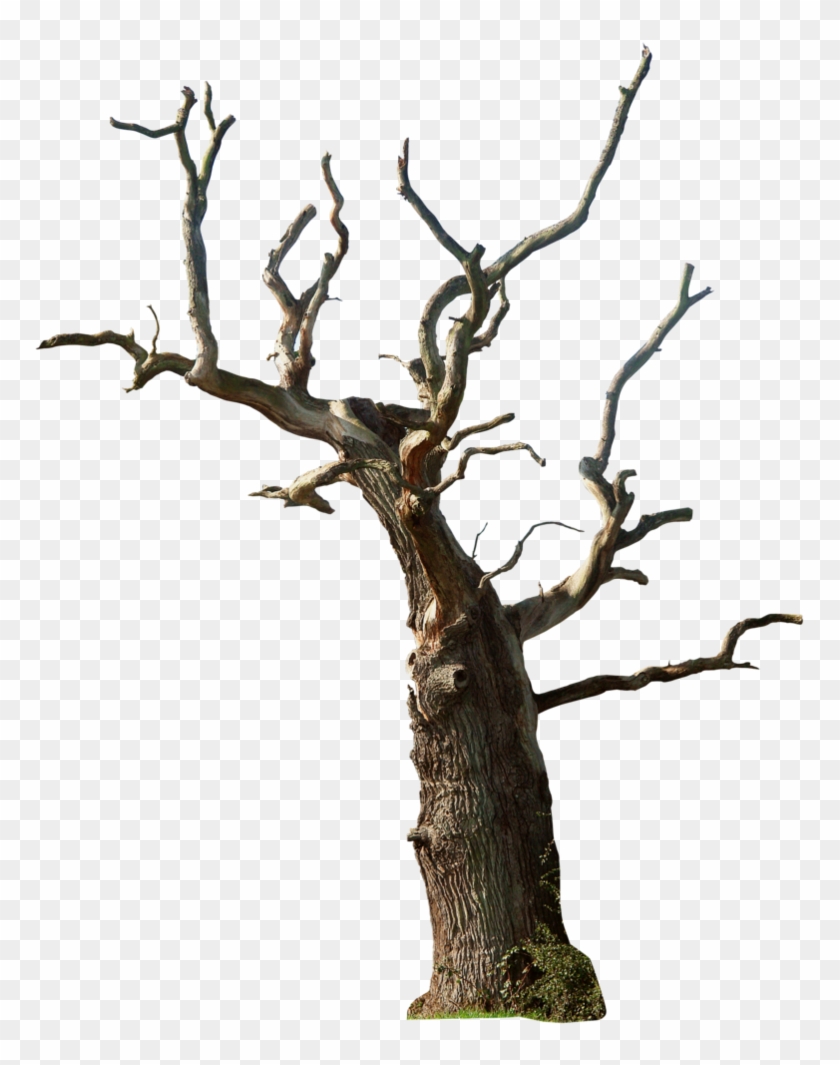 Dead Tree Clipart Dead Bush - Dead Tree Png #942837