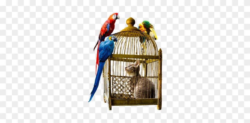 27 Different Types Of Parrots With Picture And Their - Vintage Furniture Png Transparent #943826