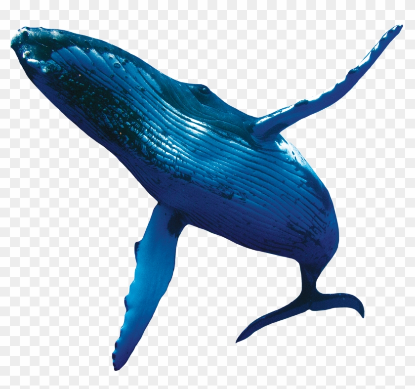 Image - Whales Png #944294