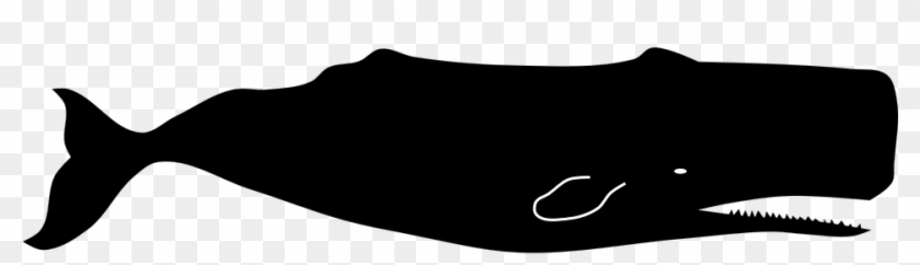 Sperm Whale Beluga Whale Clip Art - Sperm Whale Logo #944298