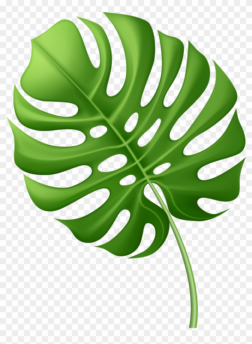 Large Tropical Leaf Png Clip Art Image - Vector Graphics - Free