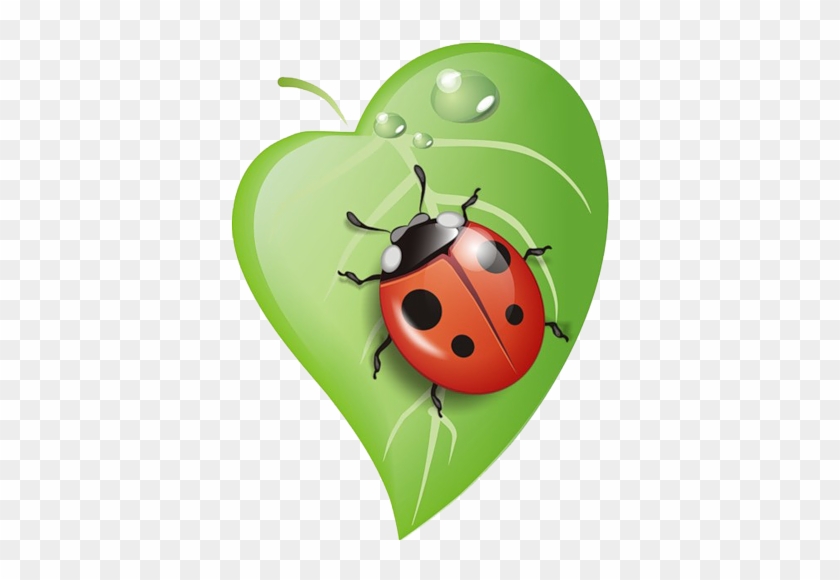 Ladybug On Leaf - Lady Bug Clipart #946758