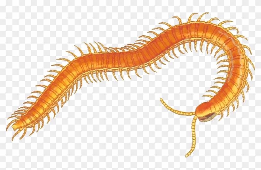 Cute Worm Clip Art Royalty Free Gograph - Centipede Clipart #947728