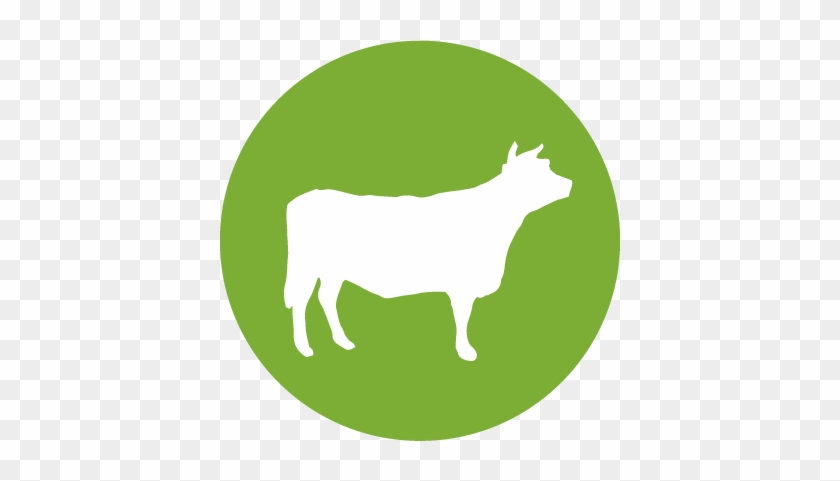 Beef - Pig #947831