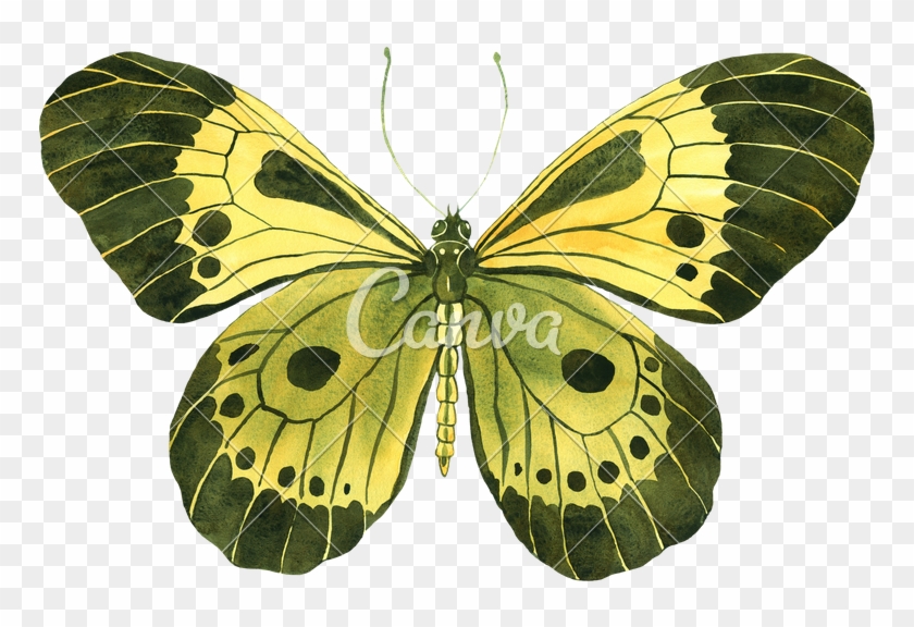 Watercolor With A Beautiful Yellow-green Butterfly - Silver-washed Fritillary #947899
