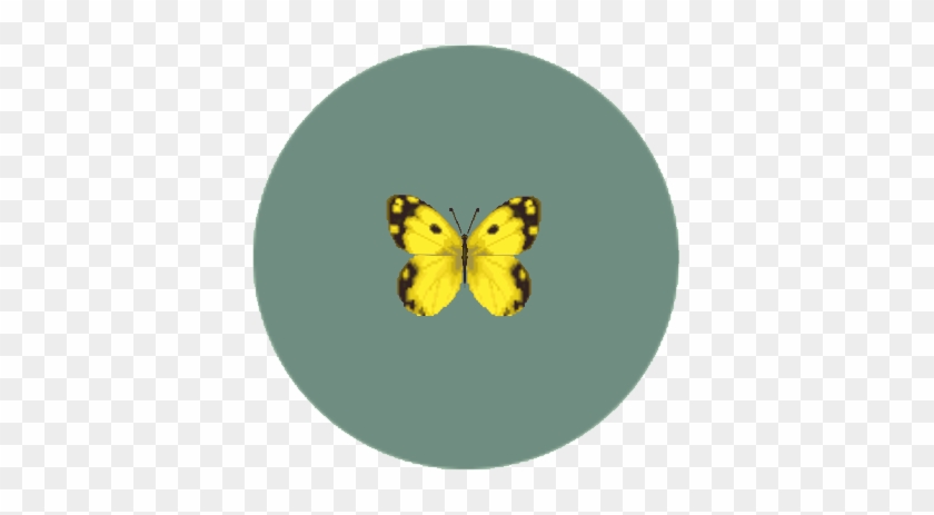 Yellow Butterfly - Colias Hyale #947939