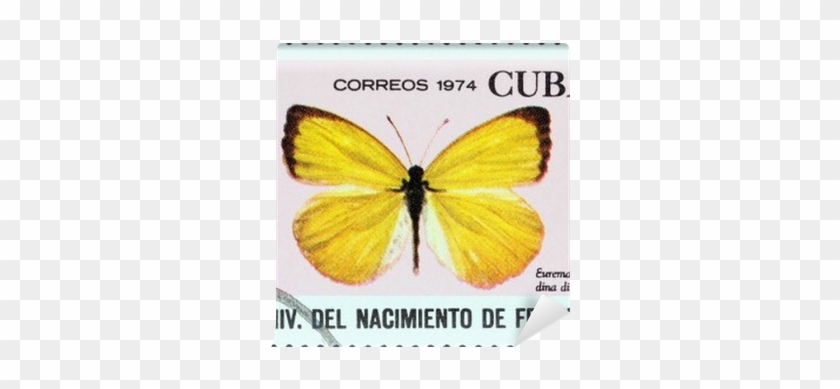 Dina Yellow Butterfly (cuba 1974) Wall Mural • Pixers® - Sleepy Orange #947943