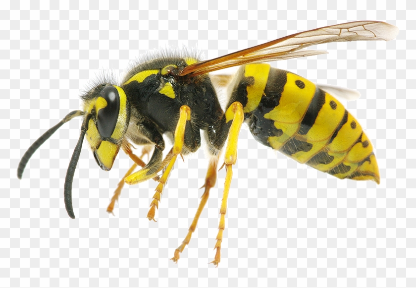 Wasps Or Bees In Canberra - Difference Between Hornet And Wasp #949121