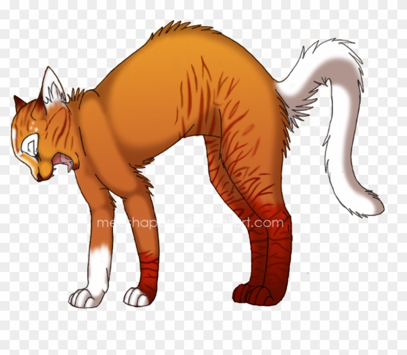 Firemist Warrior Cats Orange Cat Free Transparent Png Clipart Images Download